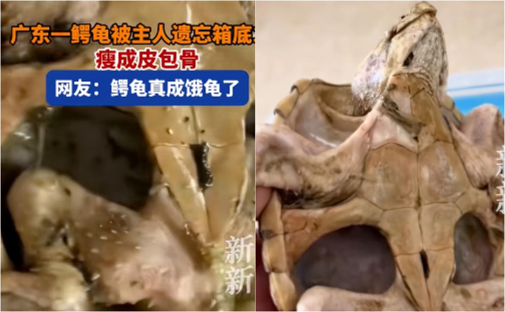主人超ㄎ一ㄤ「龜龜餓1年」還活著！肉身抽真空「消風變骷髏」現況曝