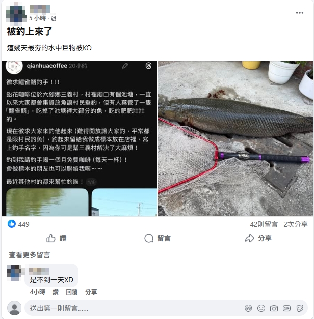 嘉義放生池現「鱷雀鱔」啃光魚群!店家祭「通緝令」:釣到請喝咖啡1個月