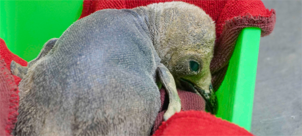 快新聞／台北市木柵動物園將滿107歲！ 超萌「企鵝寶寶」破蛋而出