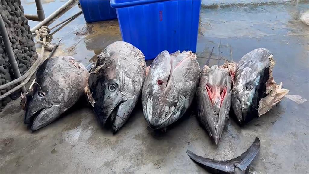 海豚大啖黑鮪魚BUFFET　4隻黑鮪魚只剩魚頭、漁民無奈