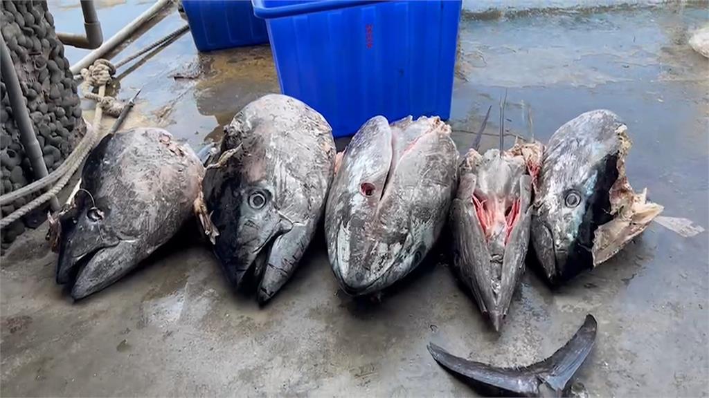 海豚大啖黑鮪魚BUFFET 4隻黑鮪魚只剩魚頭、漁民無奈