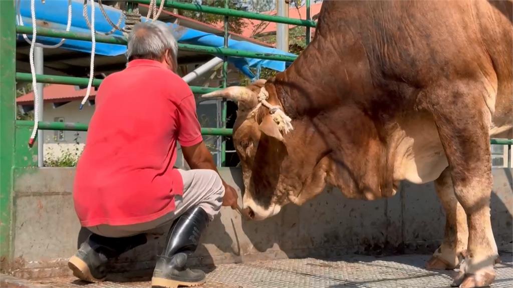 不捨老牛遭拖行受傷 善心人士買下送台南「養老」