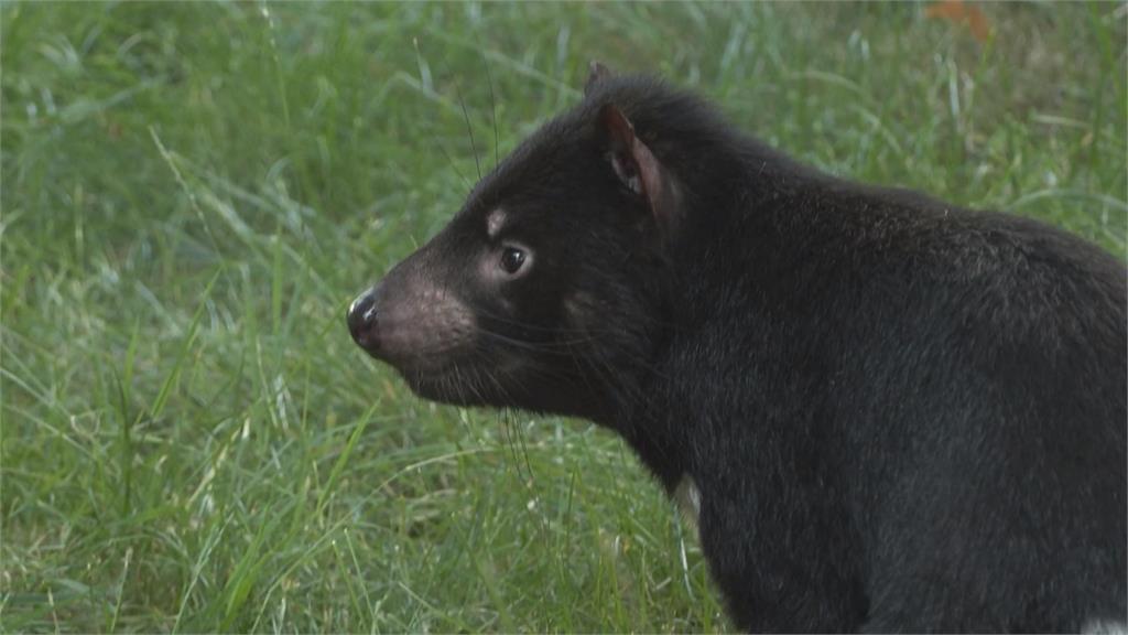千里迢迢!檢疫完畢送到巴黎 兩隻袋獾成動物園新住戶