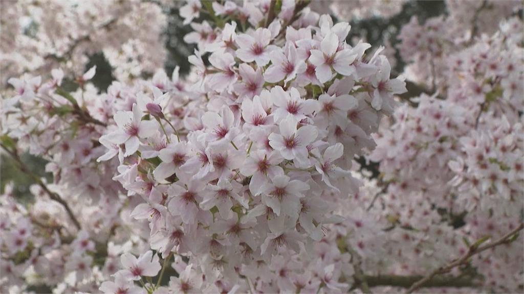 氣候暖化！美國華府櫻花提前一週盛開　捷克杏花林罕見開花