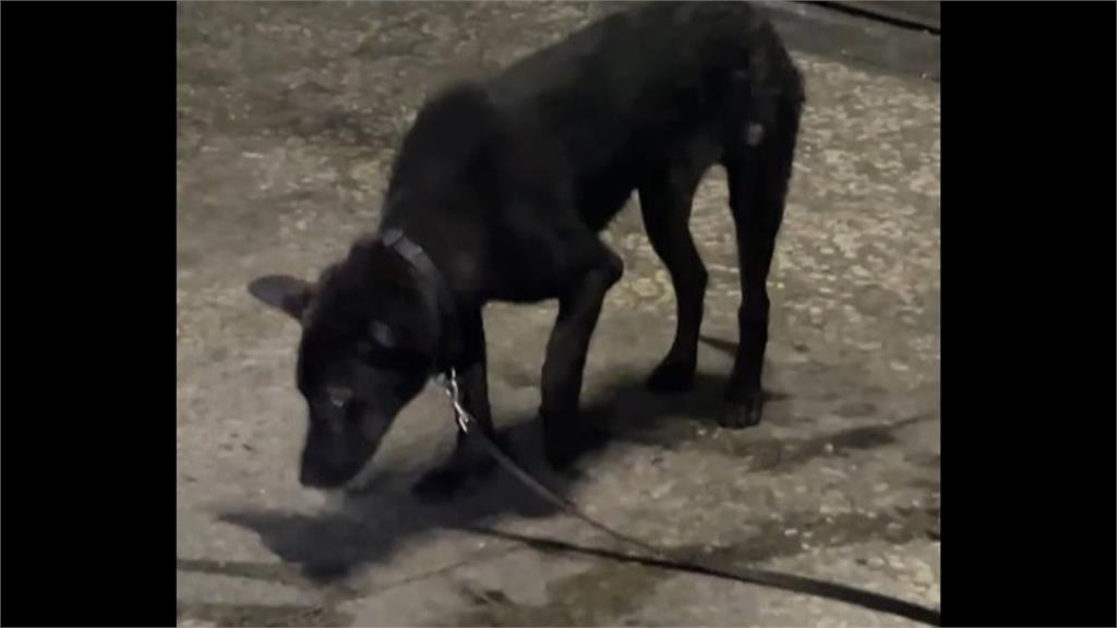 不捨!飼主涉拿棍棒打狗狗「可樂」 供稱被咬要「教訓」牠