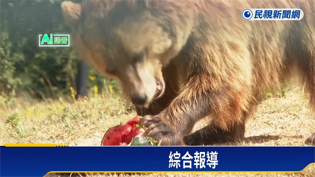 熱浪襲科索沃 動物園提供特製冰品給棕熊消暑