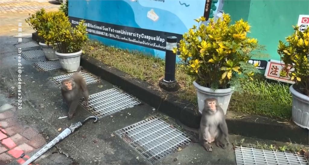 中山大學震撼教育！　大學長闖新生報到飛撲搶食