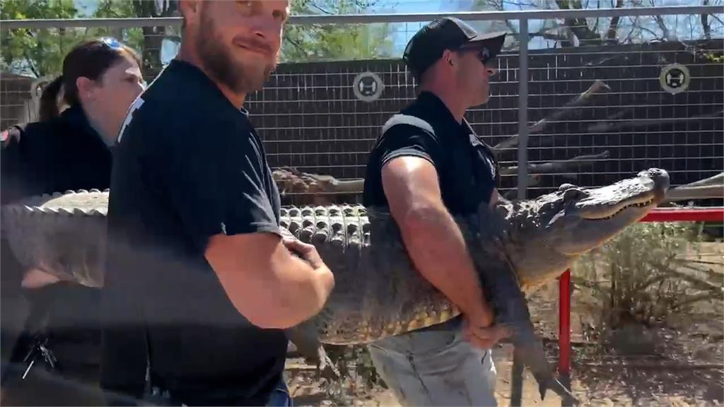 在後院養鱷魚20年！女從動物園偷蛋回家　「長到2.4公尺大」被發現下場曝