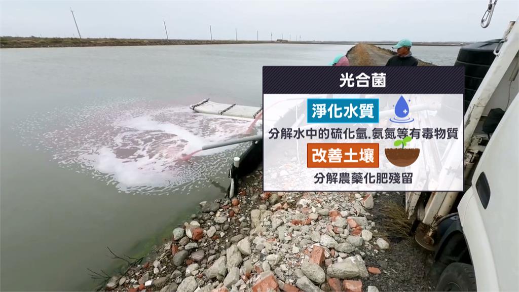 台南七股「粉紅魚塭」爆紅　「光合菌」改善水質和土壤