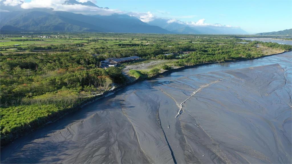 鳳林鎮乳牛變「水牛」 120隻乳牛被沖到太平洋!估損失破千萬