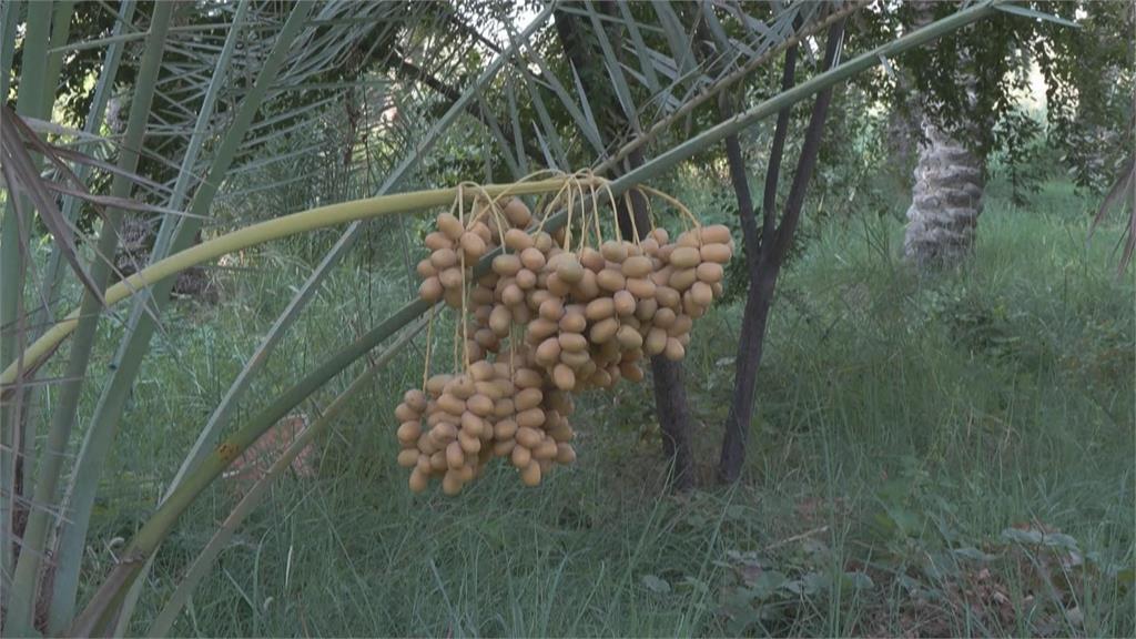 伊拉克夏季長年飽受乾旱之苦　「椰棗」產量大崩跌