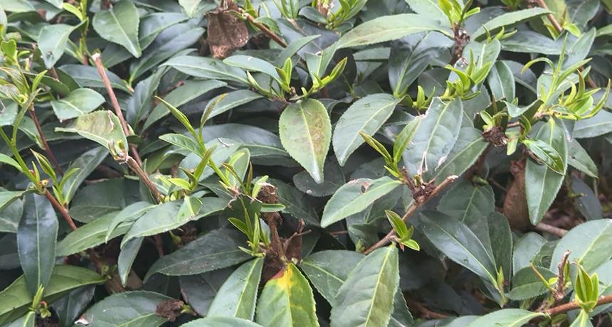 年初少雨!春茶還沒採枯一半 南投茶列天然災害現金救助範圍