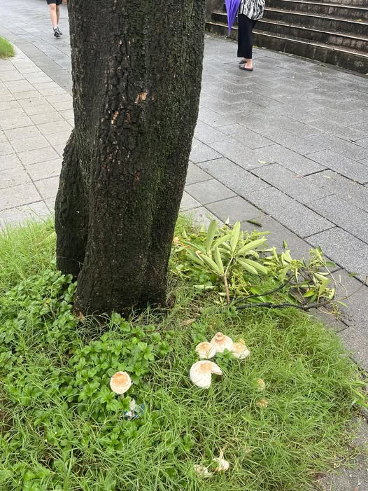 台北雨彈轟不停市區「慘發霉」!樹叢「長滿蘑菇」畫面曝…網驚喊能吃嗎