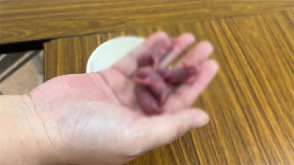 上班日打開抽屜驚見「不明肉色物體」蠕動 女上班族驚聲尖叫
