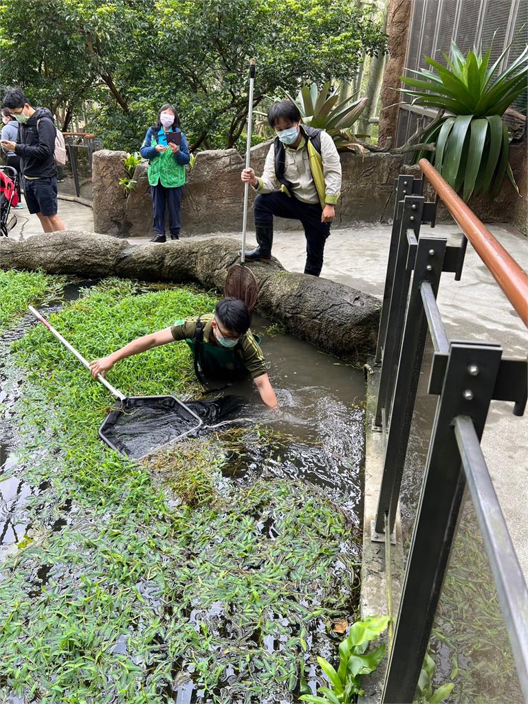 低頭族當心！男童遊動物園「慘跌水池」　人還沒上岸先救手機