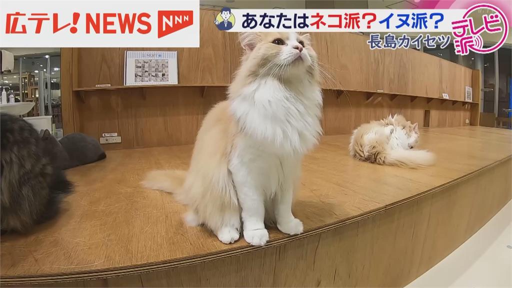 貓奴看過來！喵星人魅力無窮　２／２２定為日本「貓咪日」