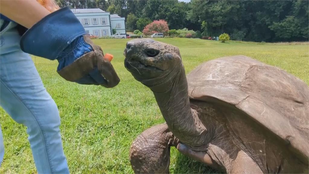 金氏紀錄最長壽陸上動物　陸龜「強納生」已１９２歲