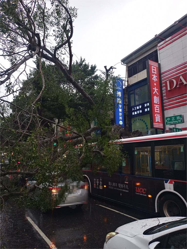 快新聞／北市士林區路樹倒塌！ 攔腰折斷壓在公車上驚悚畫面曝