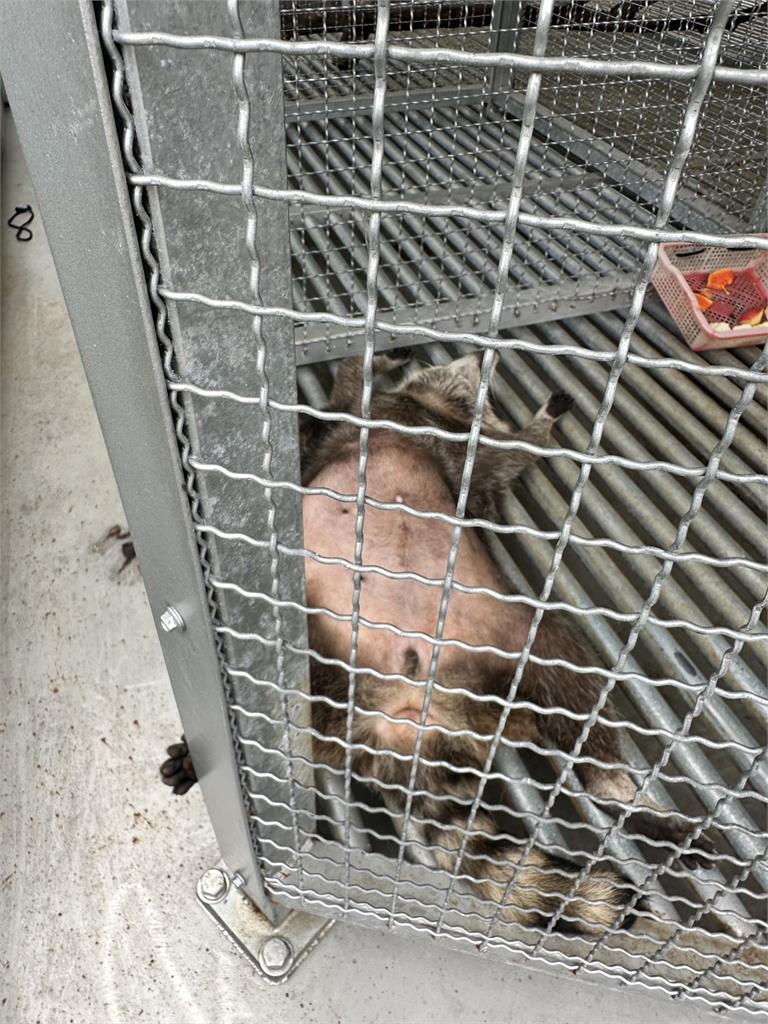 太熱了! 南投小型動物園 羊咩咩集體吹風扇