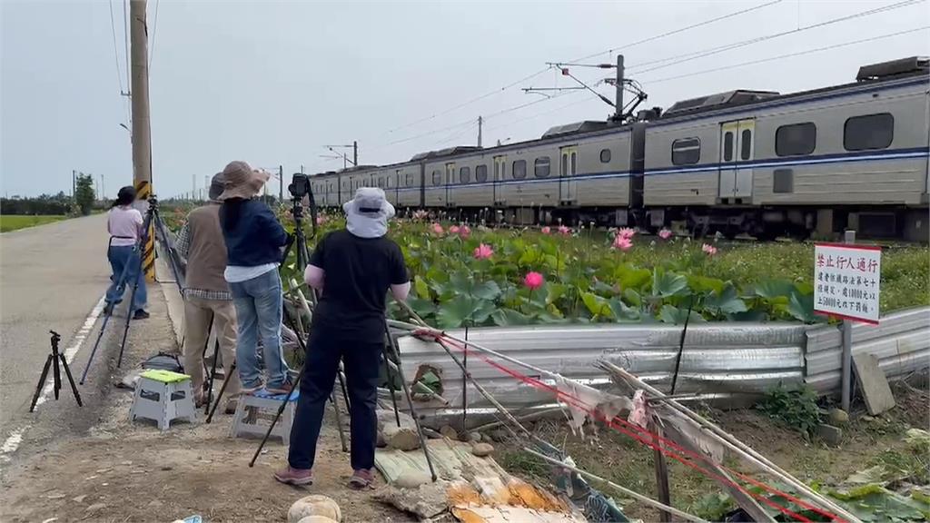夏荷綻放!雲林賞荷祕境超紓壓 苗栗通霄鐵道「最美荷花田」復活
