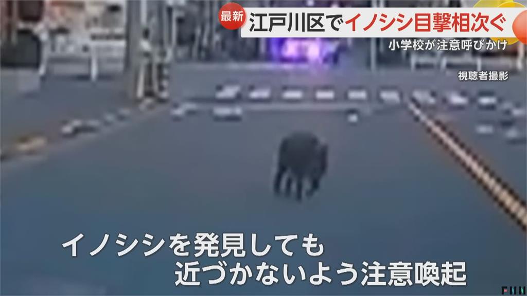 東京江戶川區驚見「野豬」逛大街　專家：疑從7公里外走來
