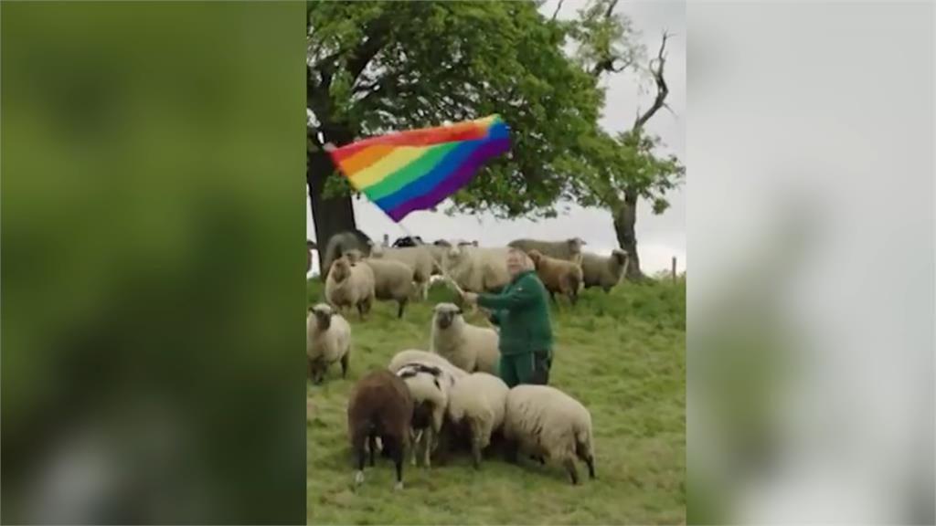 拯救同志羊！　德國牧場賣羊毛製品　商品收益捐助同志團體