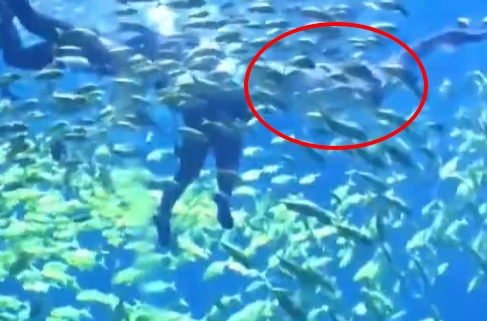 鯊魚