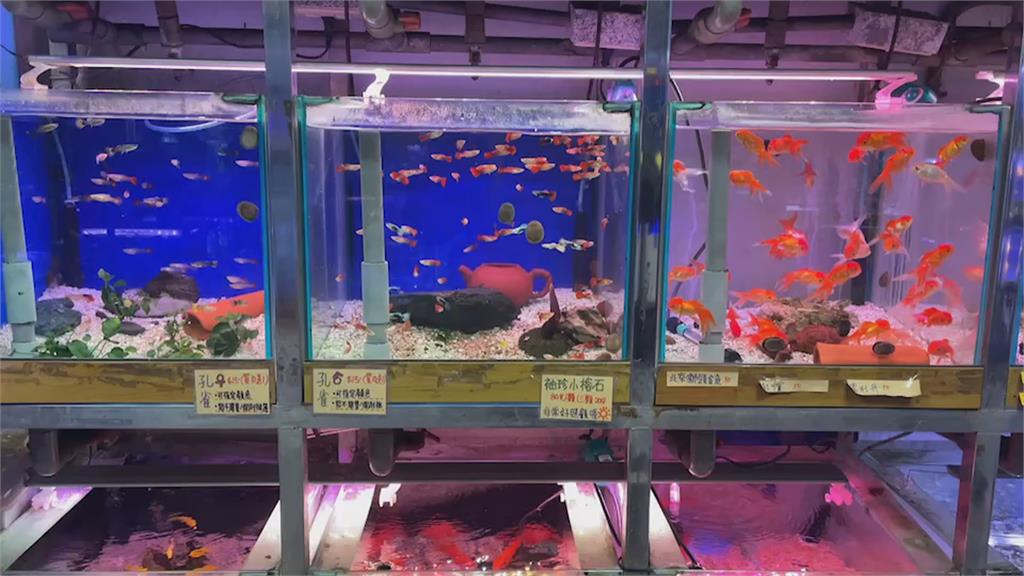 機車坐墊下「小魚優游」 這款水族箱 車行老闆搖頭