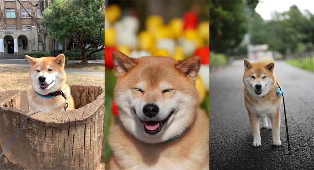 日本百萬網紅「療癒系柴犬」離世!雕像旁「塞滿花束」惹鼻酸 昔登時尚雜誌…百萬網紅「療癒系柴犬」離世!雕像旁「塞滿花束」惹鼻酸