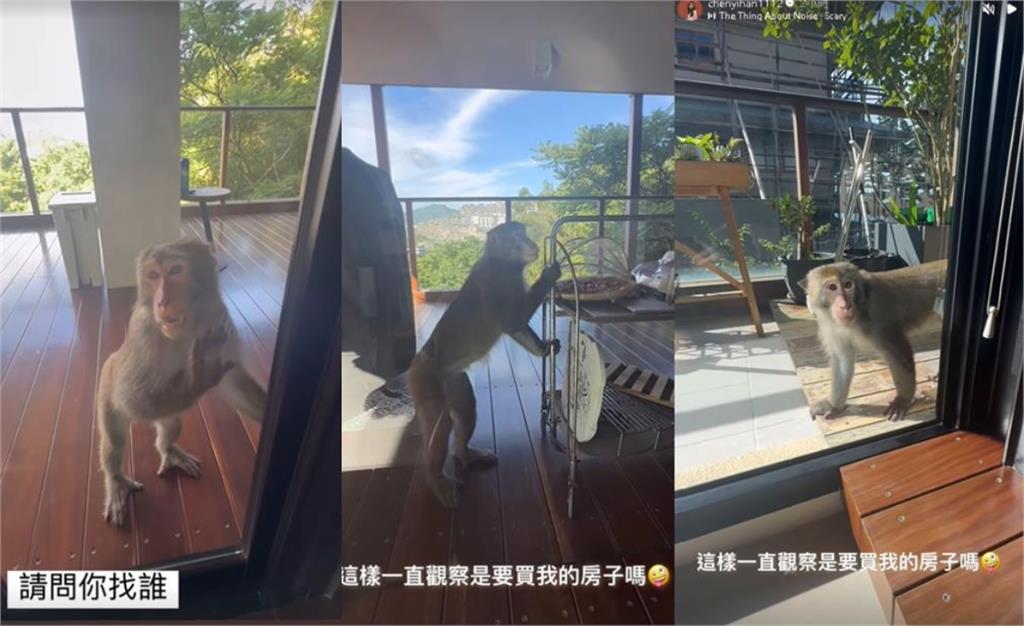 陳意涵豪宅「突闖不速之客」驚嚇片曝!亂丟香蕉皮「正面對決」:怎麼進來?