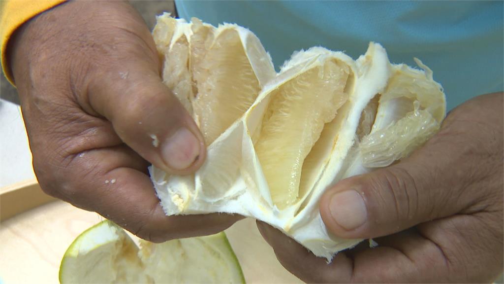 麻豆家族四代同堂種文旦 80歲阿公帶10歲孫採收