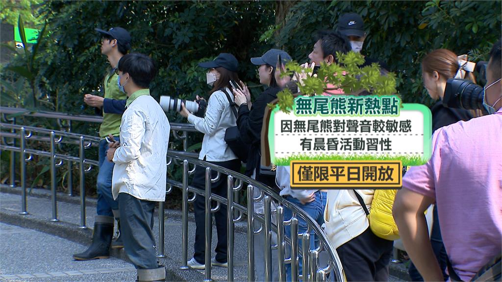 北市動物園新空間幾乎360零死角　拉近跟超萌無尾熊的距離！