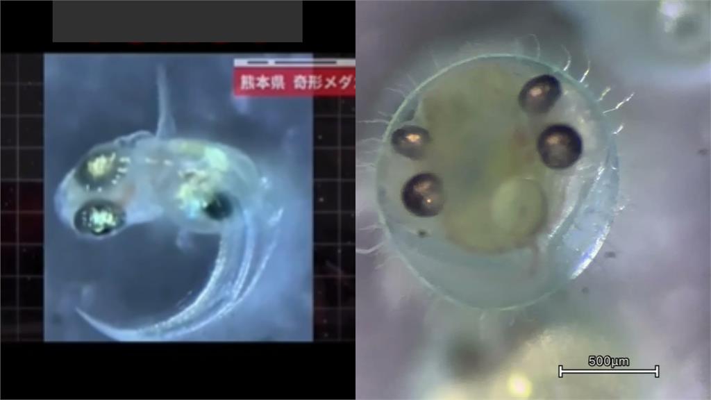 日驚現「四眼怪魚」畸形畫面曝!遭疑「台1大廠排水」釀變異…專家揭真相打臉