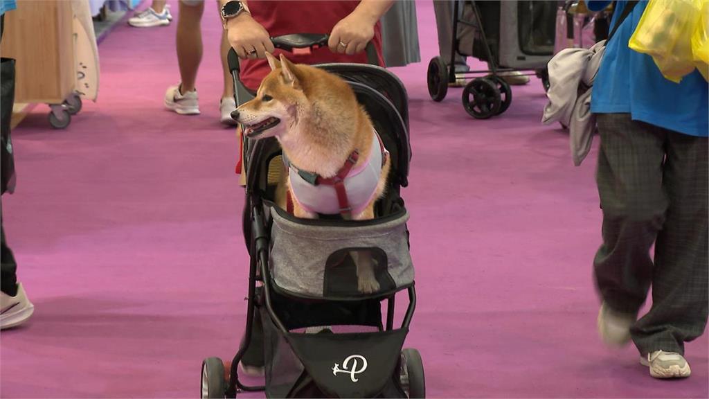 一堆主人都OUT！嗨帶狗狗出門「1動作踩線」慘被罰2000元…網搖頭：超危