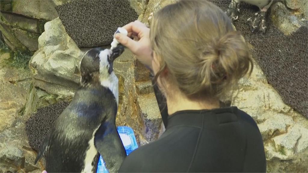 美國水族館打造「企鵝養老院」　滴眼藥水、足療安享晚年