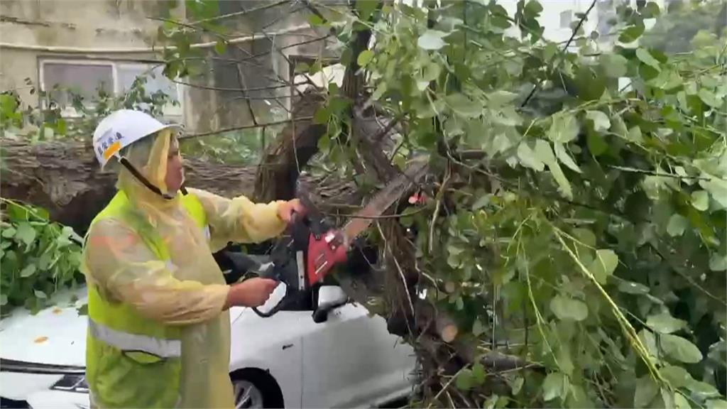 白海豚挾狂風豪雨！桃園民宅外大樹被吹倒 壓毀轎車