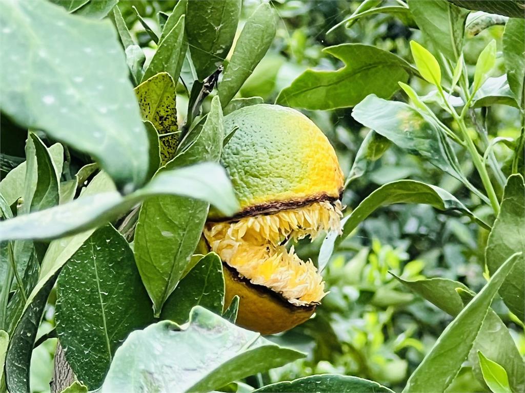 超詭異橘子！果皮炸開露「銳利尖牙」…網一看嚇歪：伊藤潤二來了