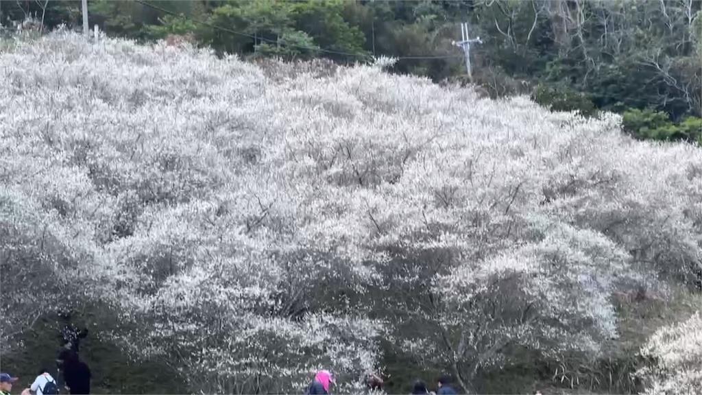 苗栗泰安梅花盛開　美景猶如白雪覆蓋枝頭