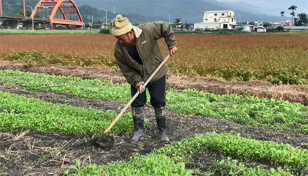 花蓮玉里新打卡點　油菜花田裡有「台灣」