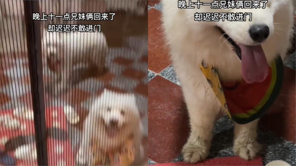 薩摩耶兄妹床邊吵架開「靜音模式」好貼心！飼主起床笑喊：媽媽很欣慰