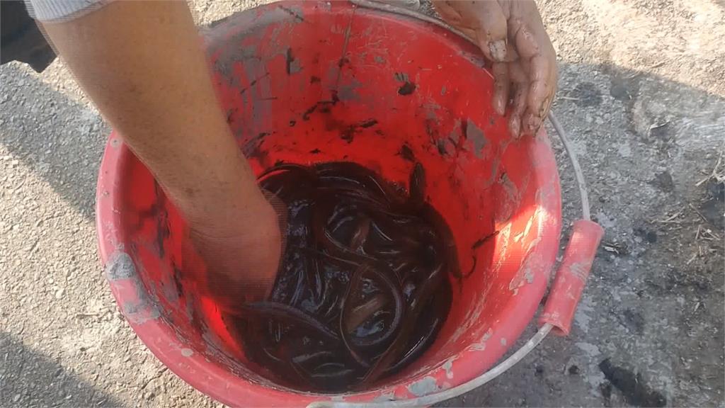 男遭30cm活黃鱔「後入」肚子硬爆險沒命!醫手術見1畫面傻眼了:絕非開玩笑