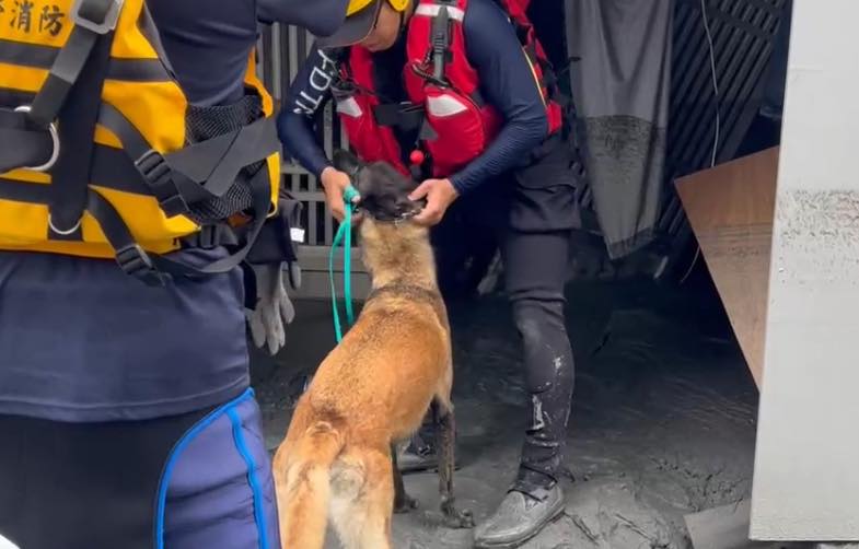  1隻搜救犬抵20個人類！搜救犬「為何不戴項圈、裝備？」專家揭4大震撼原因