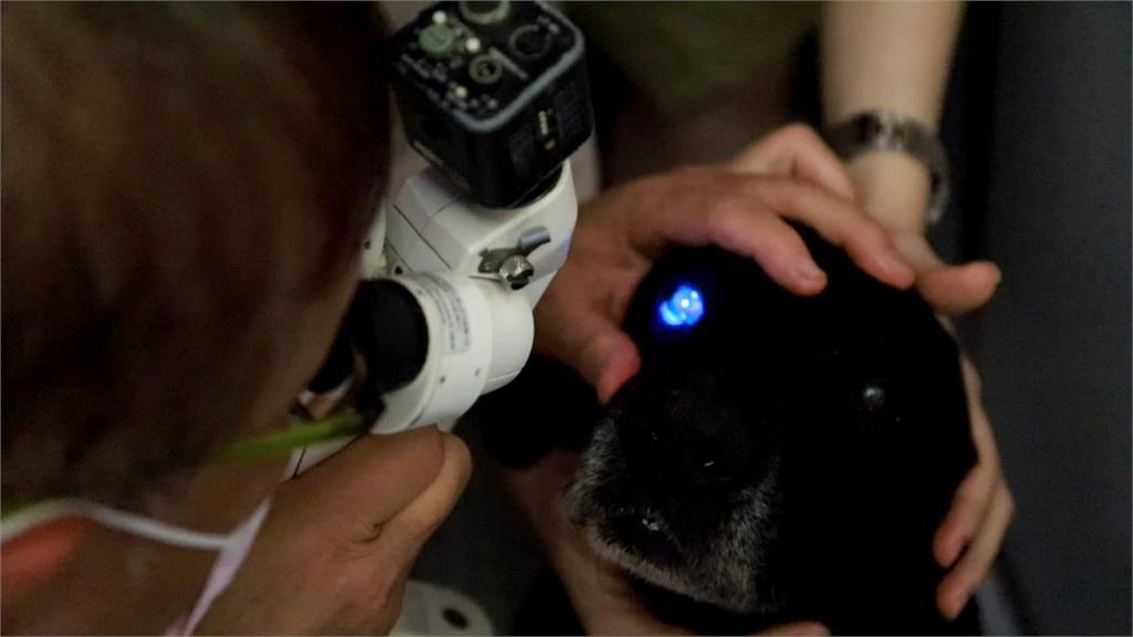 中市搜救犬腿腿、Melody返國 全身健康檢查結果出爐!