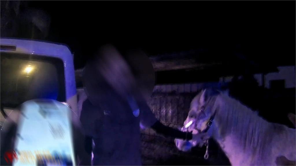 台9線「白馬逛大街」! 農場門未關嚴遭白馬趁機偷溜