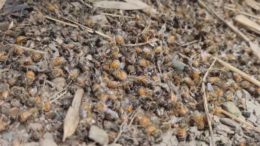 殺人虎頭蜂出沒！　蜂園小蜜蜂半年折損45萬隻