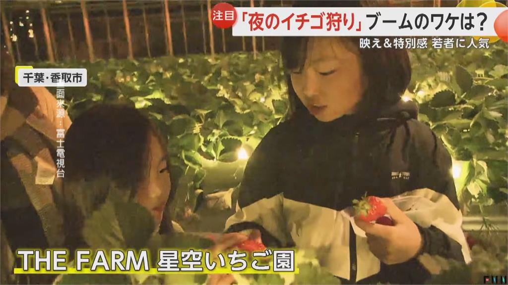 富山草莓園的「紫光」秘密？夜間觀光新趨勢曝出關鍵原因。