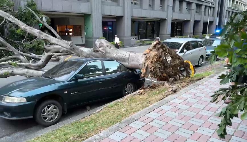 快新聞／小犬襲擊台中捲狂風！　台中路樹倒塌壓毀2車