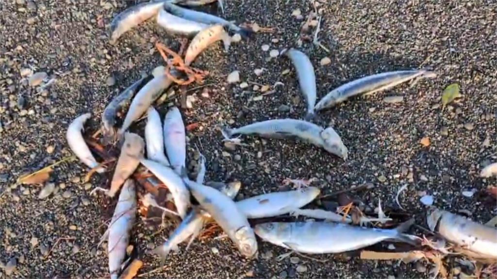 日本青森7.5強震前兆?2000隻沙丁魚「沖上海灘」集體擱淺異象曝光!