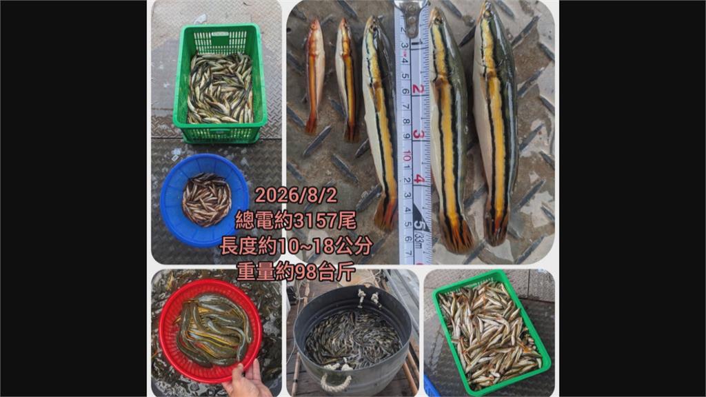 日月潭惡霸相殘　魚虎球同類硬吞慘「噎死」