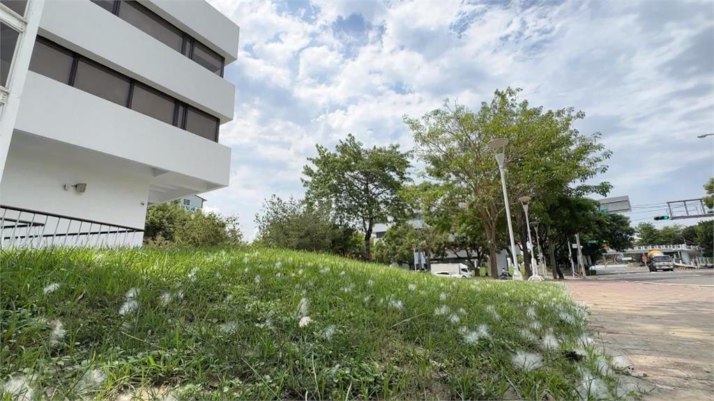 木棉花結果期到！棉絮如白雪紛飛　醫師：過敏體質要小心